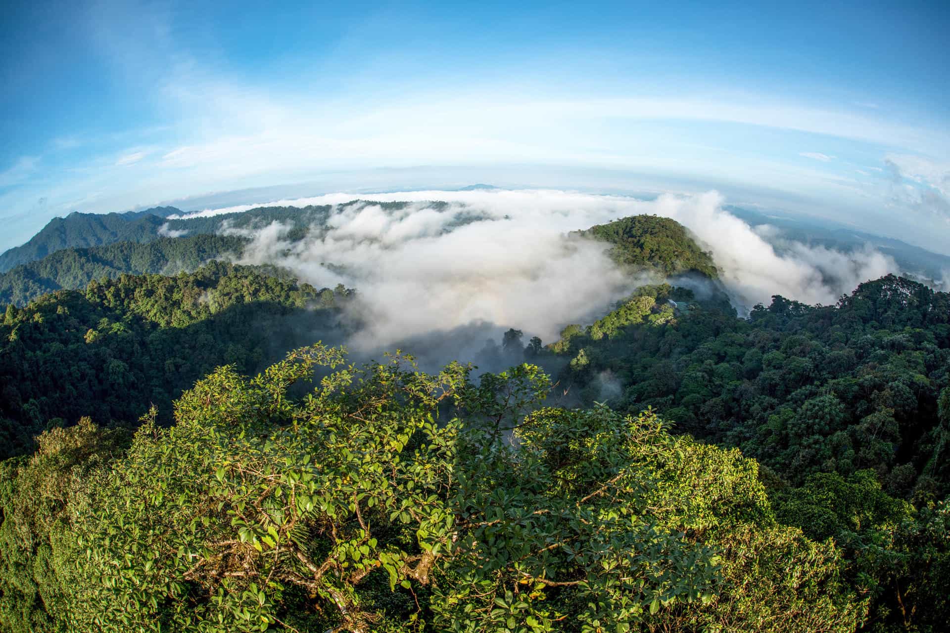 Chocó-Andino