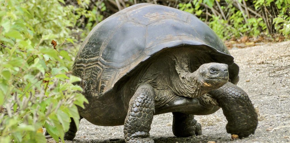 Close up of a giant Galapagos tortoise.