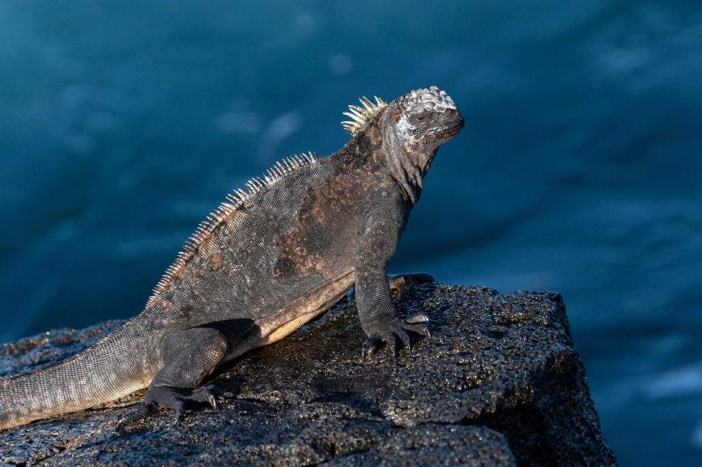 Galapagos Marine Iguana - Fernandina - Galapagos Islands