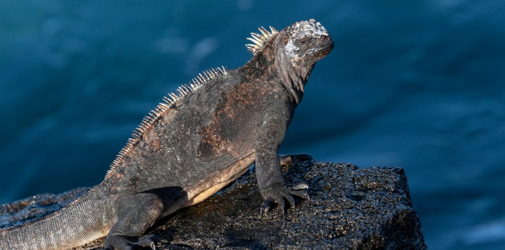 Galapagos Marine Iguana - Fernandina - Galapagos Islands