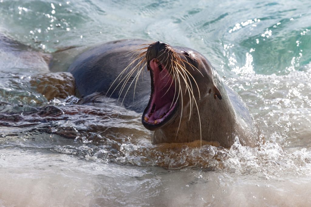 Galapagos Sea Lion - Galapagos Islands - Ecuador