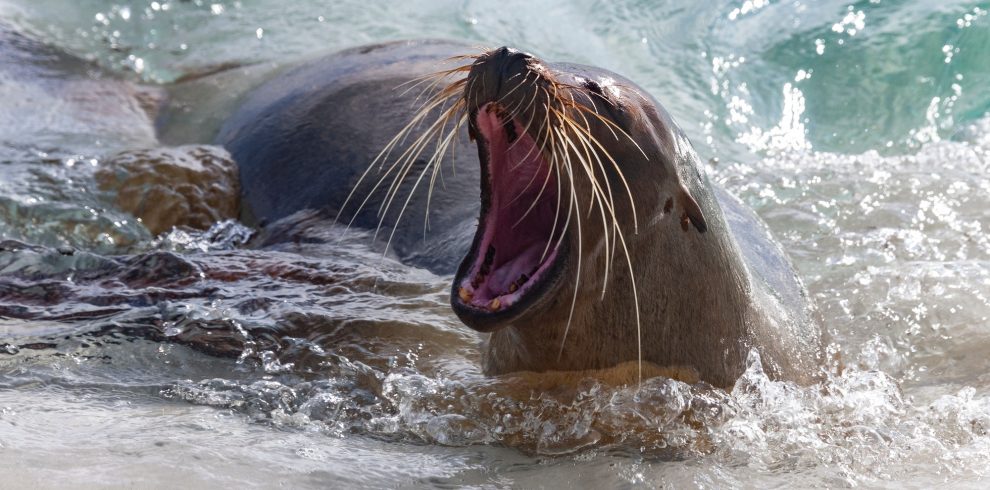 Galapagos Sea Lion - Galapagos Islands - Ecuador