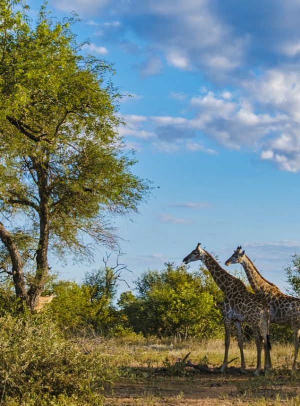Giraffe in the bush of Kruger national park South Africa