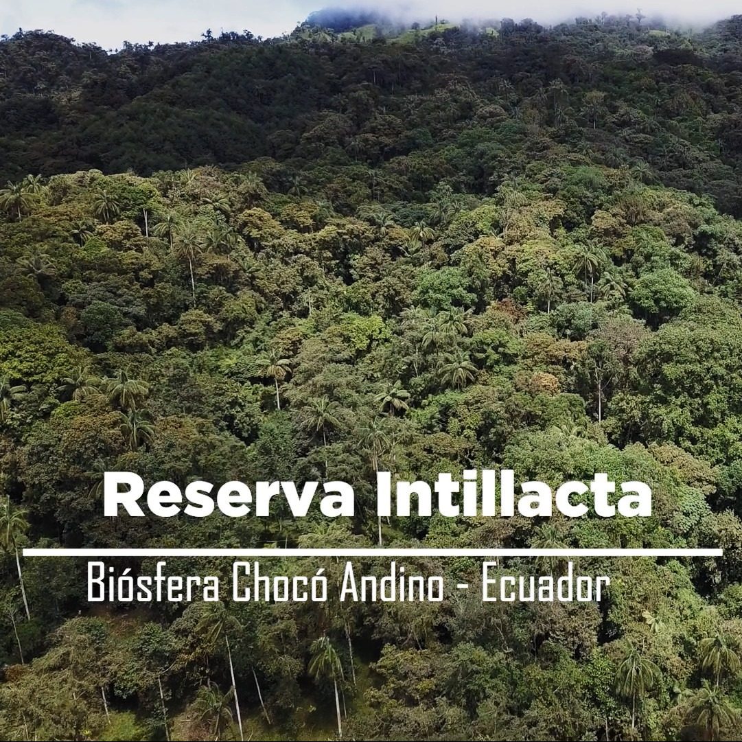 Tucanopy Intillacta