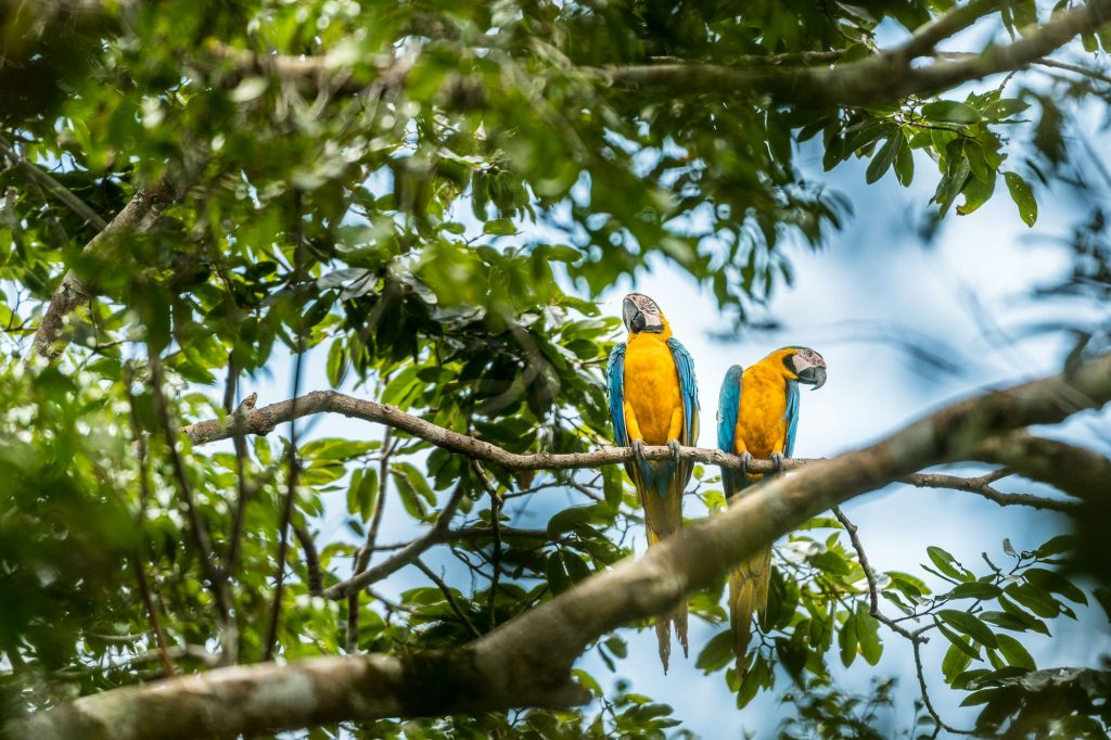 Macaw in Cuyabeno, Ecuado